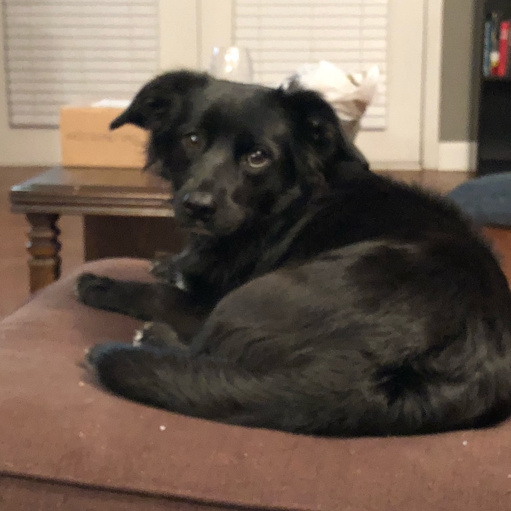 Meet your Posher, Rachel